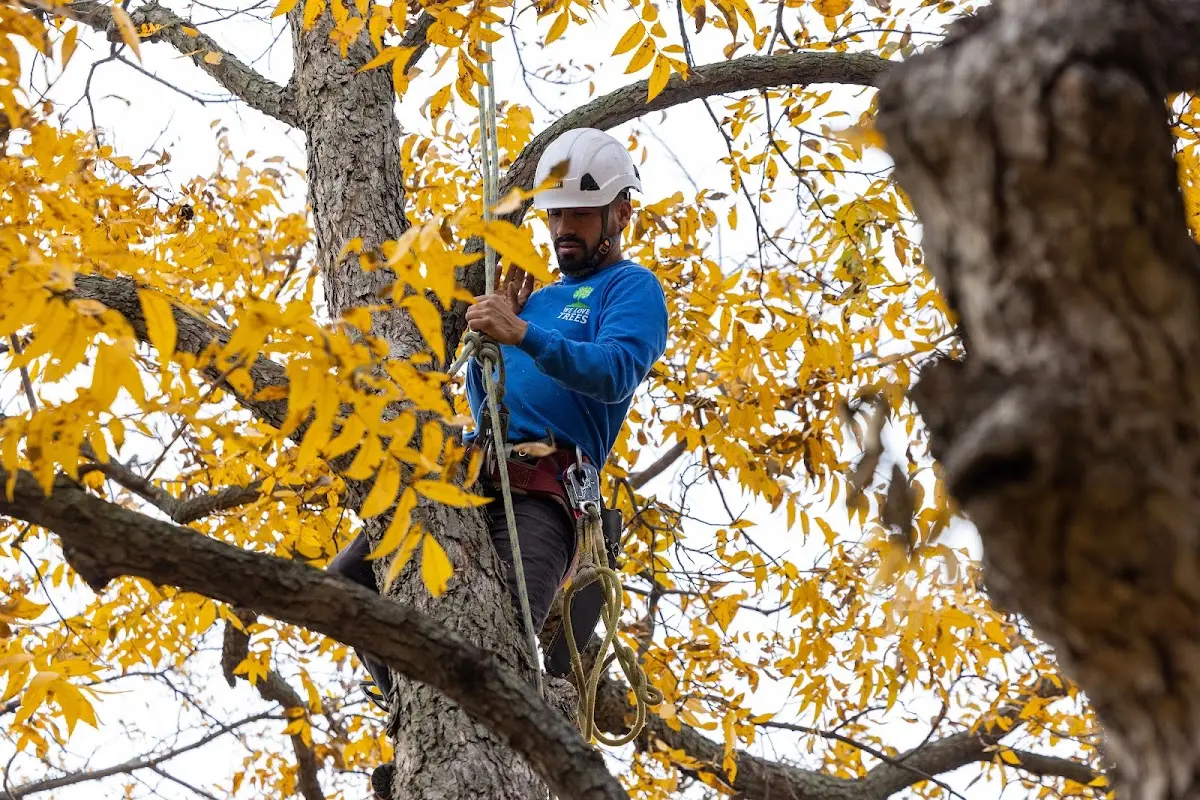 Skilled Tree Pruning crew working in Somerdale