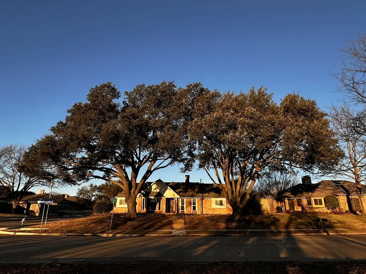 Established residential canopy tree shading a home in Somerdale